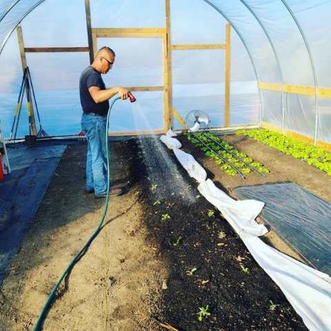 Watering greens in a hoop house