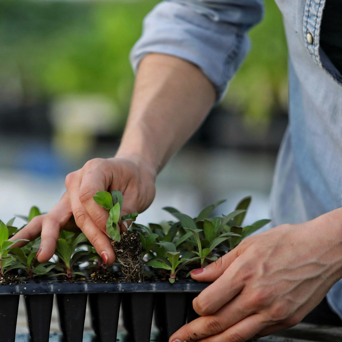 50 Cell Seed Planting Trays  Order Durable 50 Cell Propagation Trays -  Bootstrap Farmer