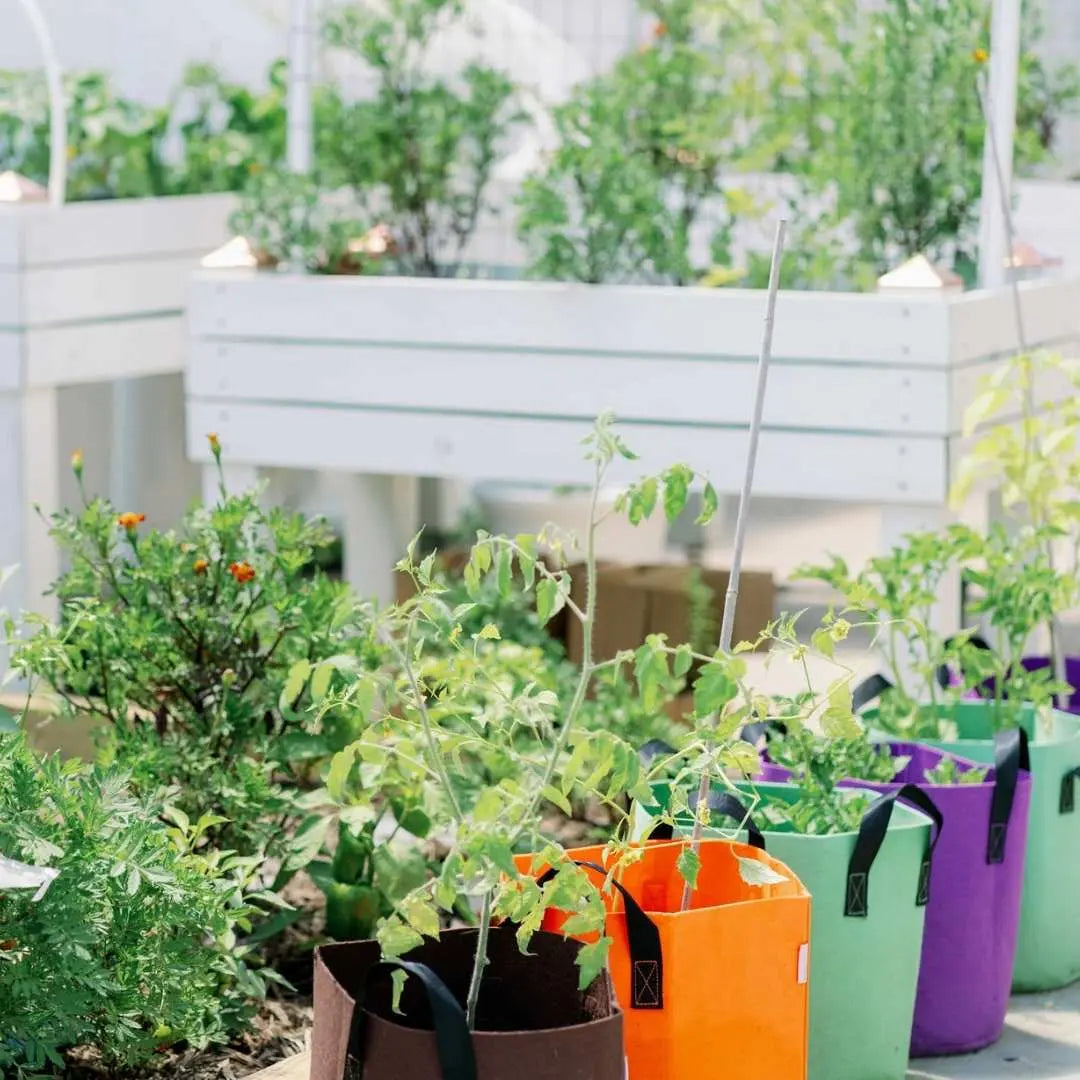 Recycled Grow Bags for Backyard Veggies: A New Raised Bed Style