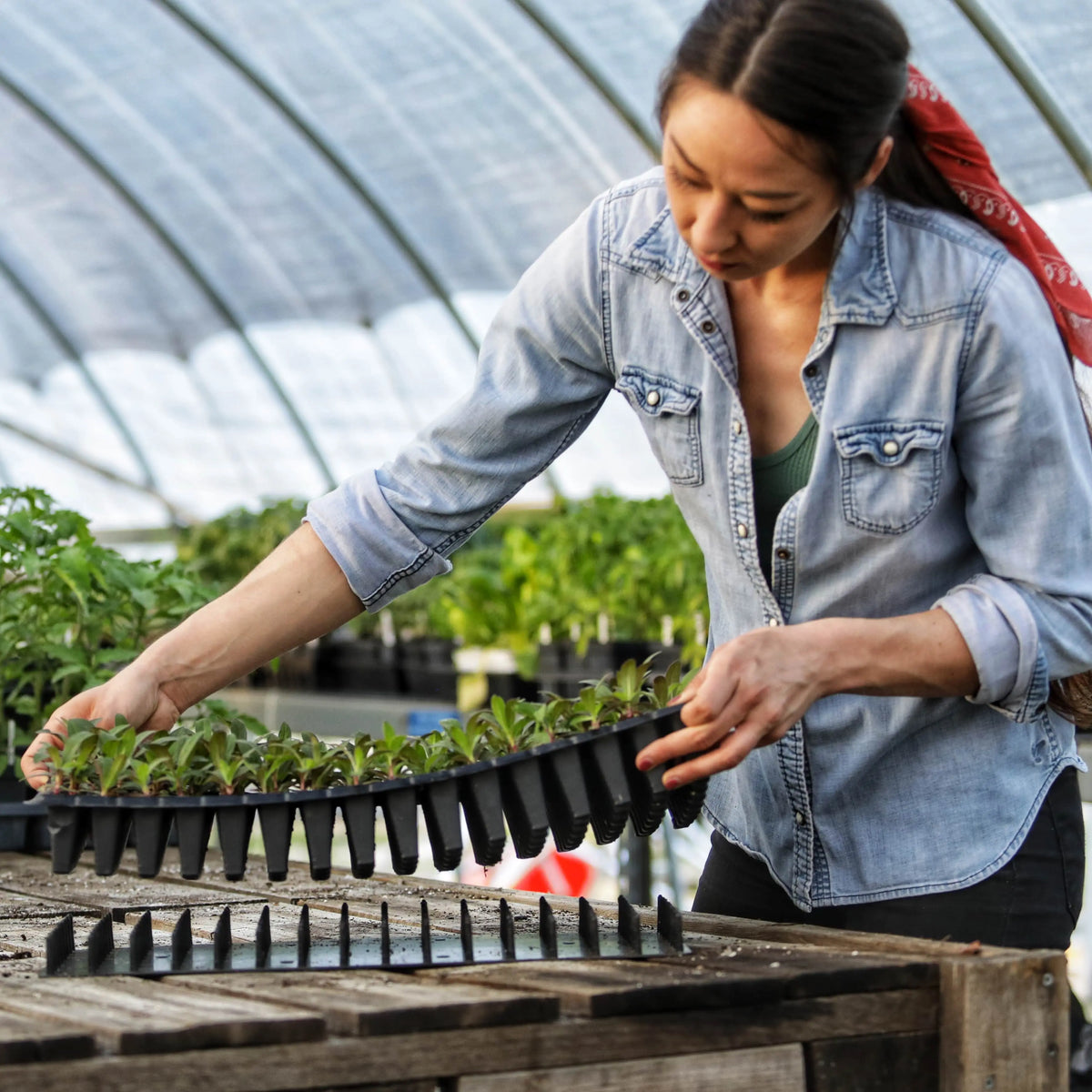 50 Cell Seed Planting Trays  Order Durable 50 Cell Propagation Trays -  Bootstrap Farmer