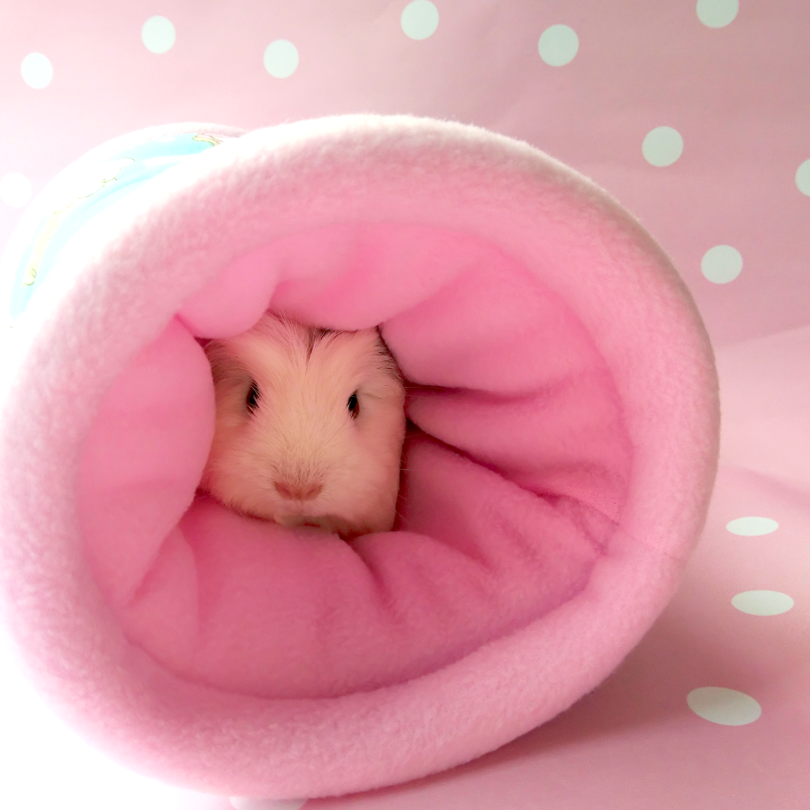 guinea pig bed