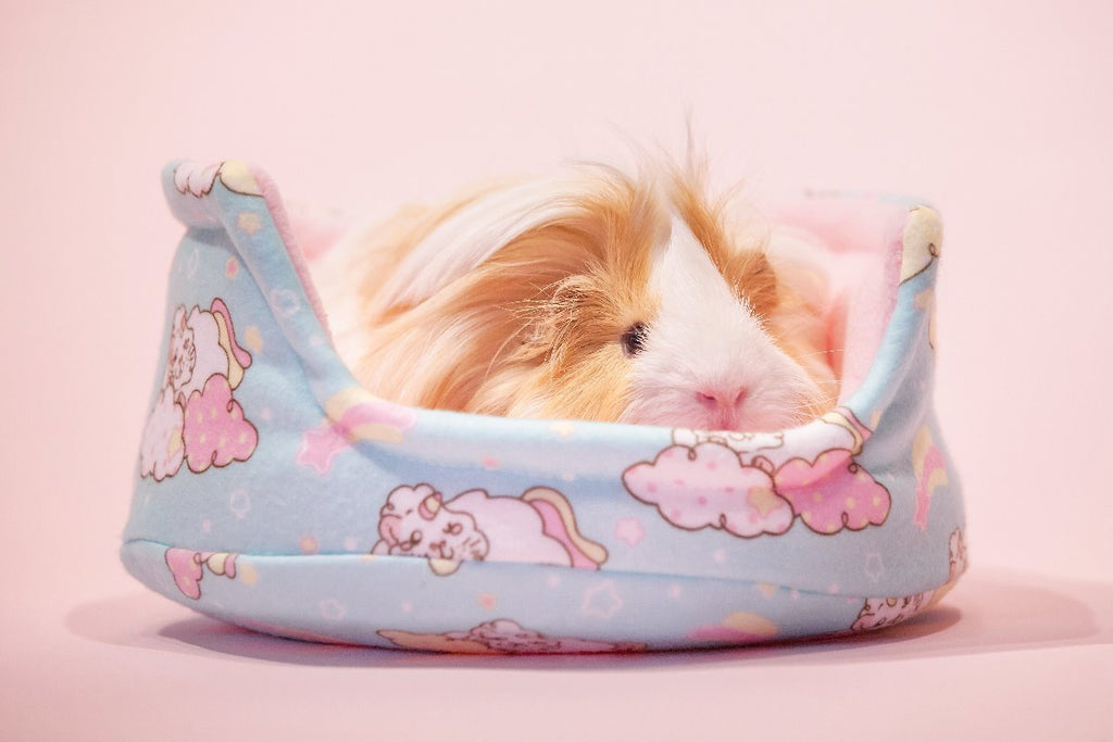 guinea pig cuddle cup