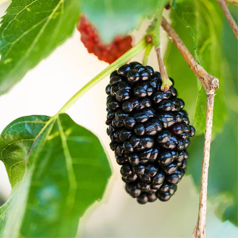 Morus Nigra (Black Mulberry)