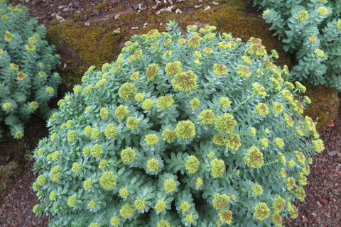 Rhodiola Rosea Plant