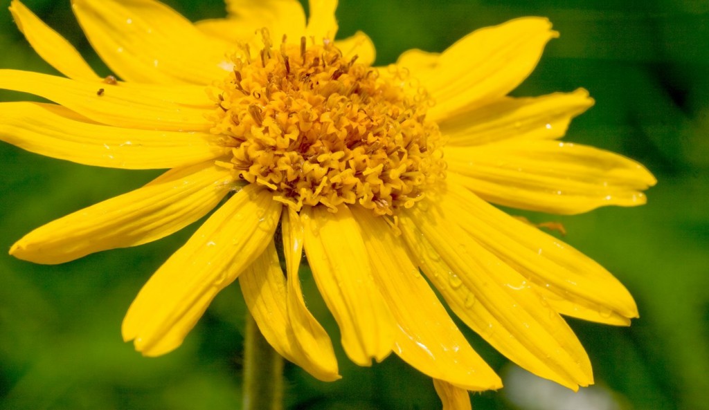 arnica