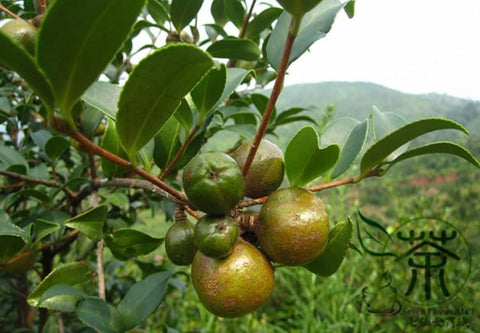 camelia tree 