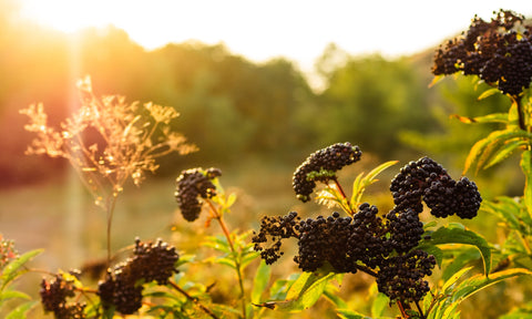 elderberry fruit