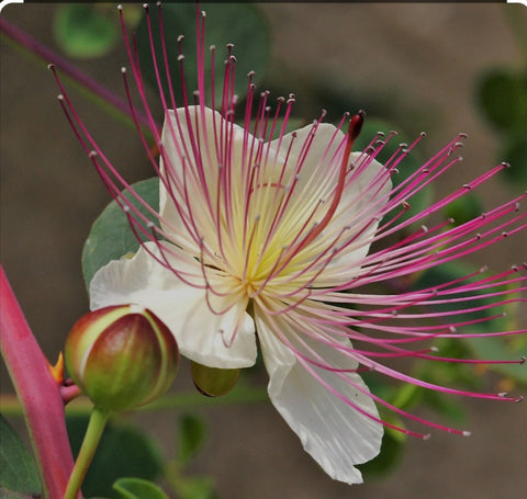 caper flower