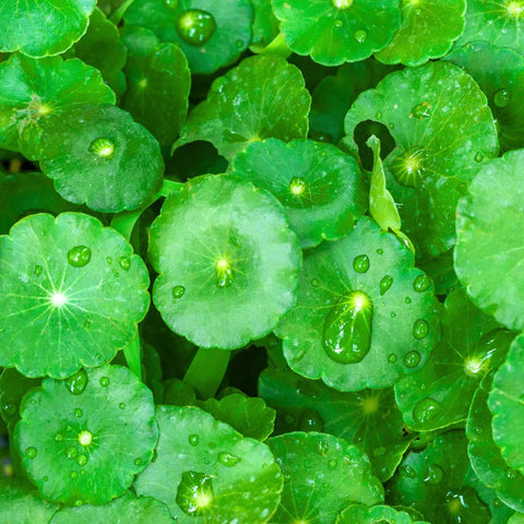 gotu kola