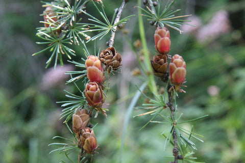 larch tree