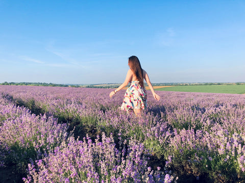 lavender fields