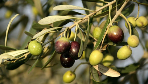 olives