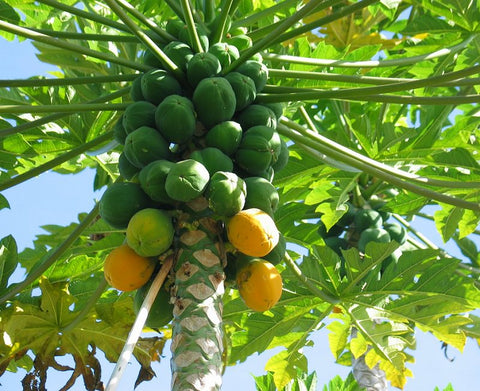 papaya tree