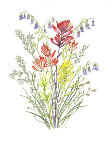 Wyoming wildflowers including: Indian Paintbrush, Lupine, Sagebrush and buffalograss, mountain bluebells.