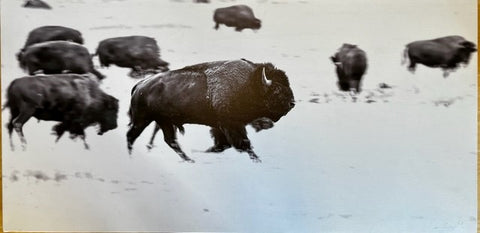 Charging Bison by Jason Sondgeroth, Photographer