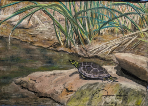 "Sun Bathing " Turtle sunbathing on a rock near cattails. Pastel painting by Barbara Wolf.