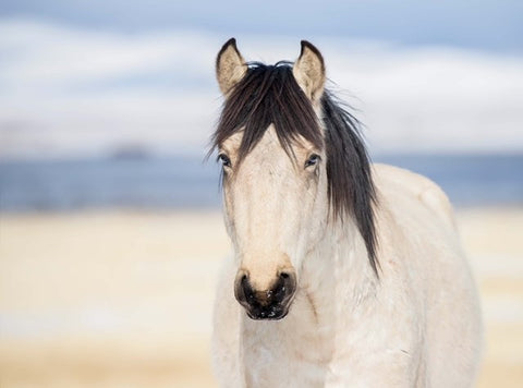 White, Wild Horse, Jason Sondgeroth, Photographer