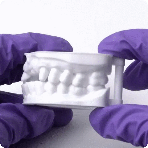 Dental Study Model - Blanc