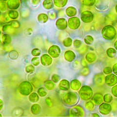Chlorella vulgaris