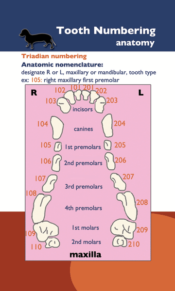 Veterinary Dentistry – Pull & Know