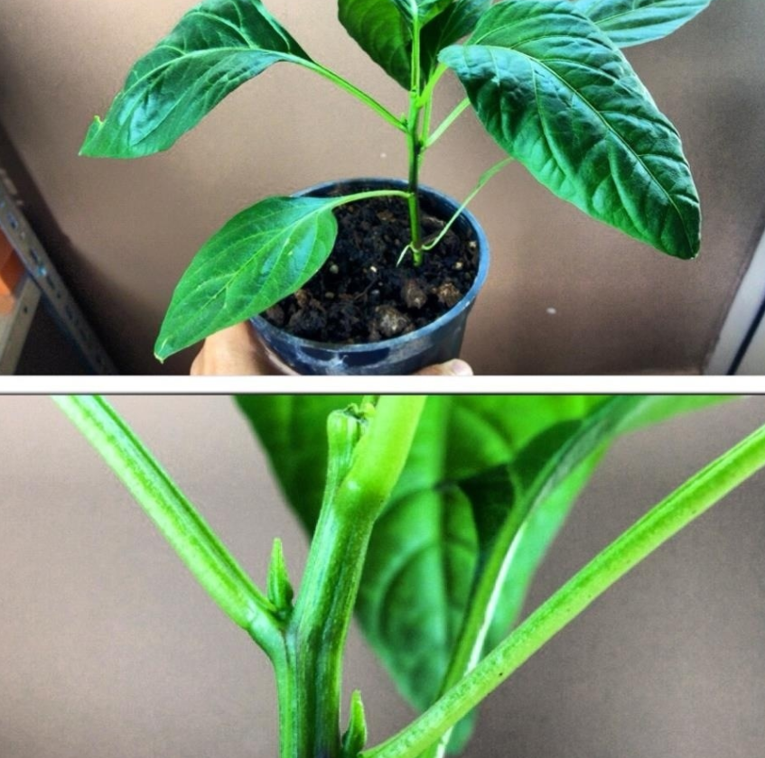 Pruning peppers | plantnmore