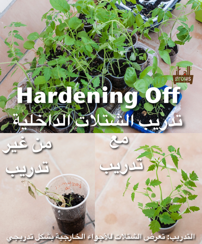 ما هو الموسم الزراعي الفعلي؟ – plantnmore