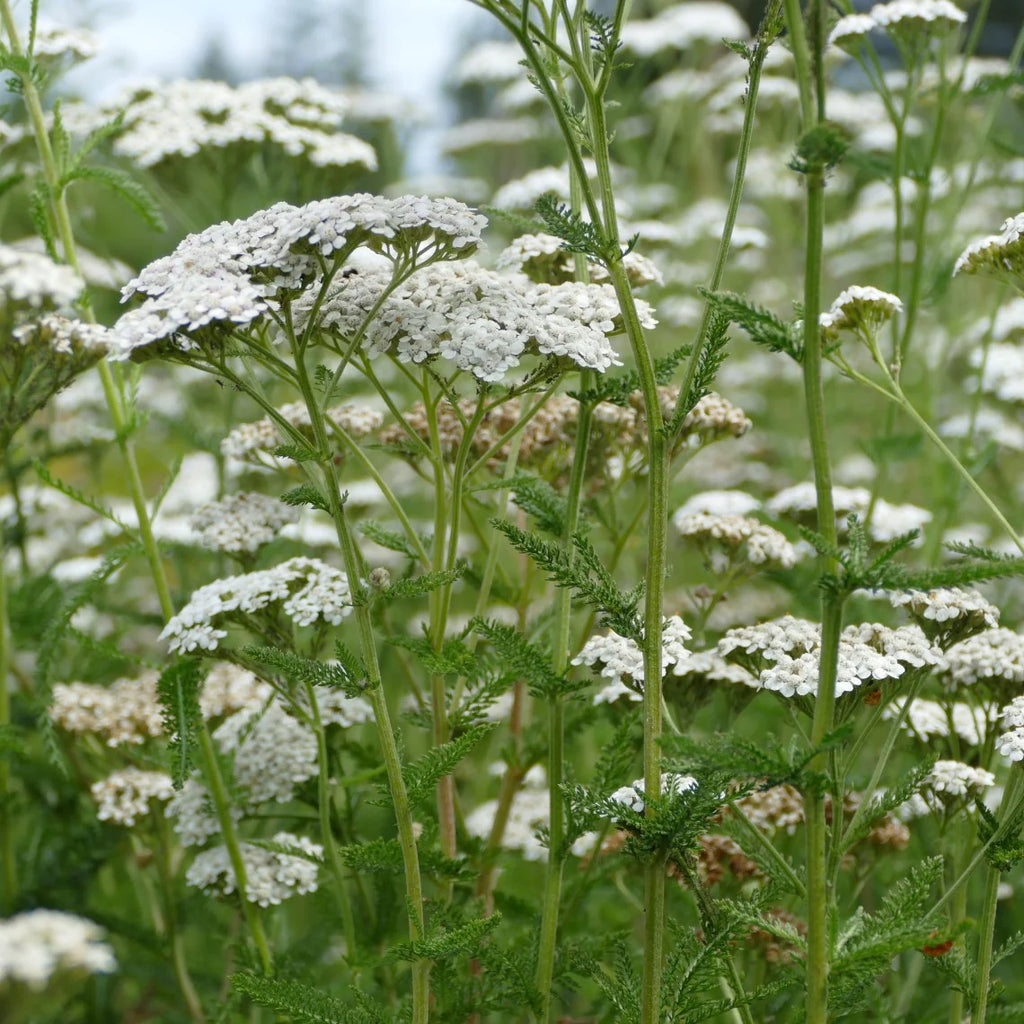 Yellow yarrow deals