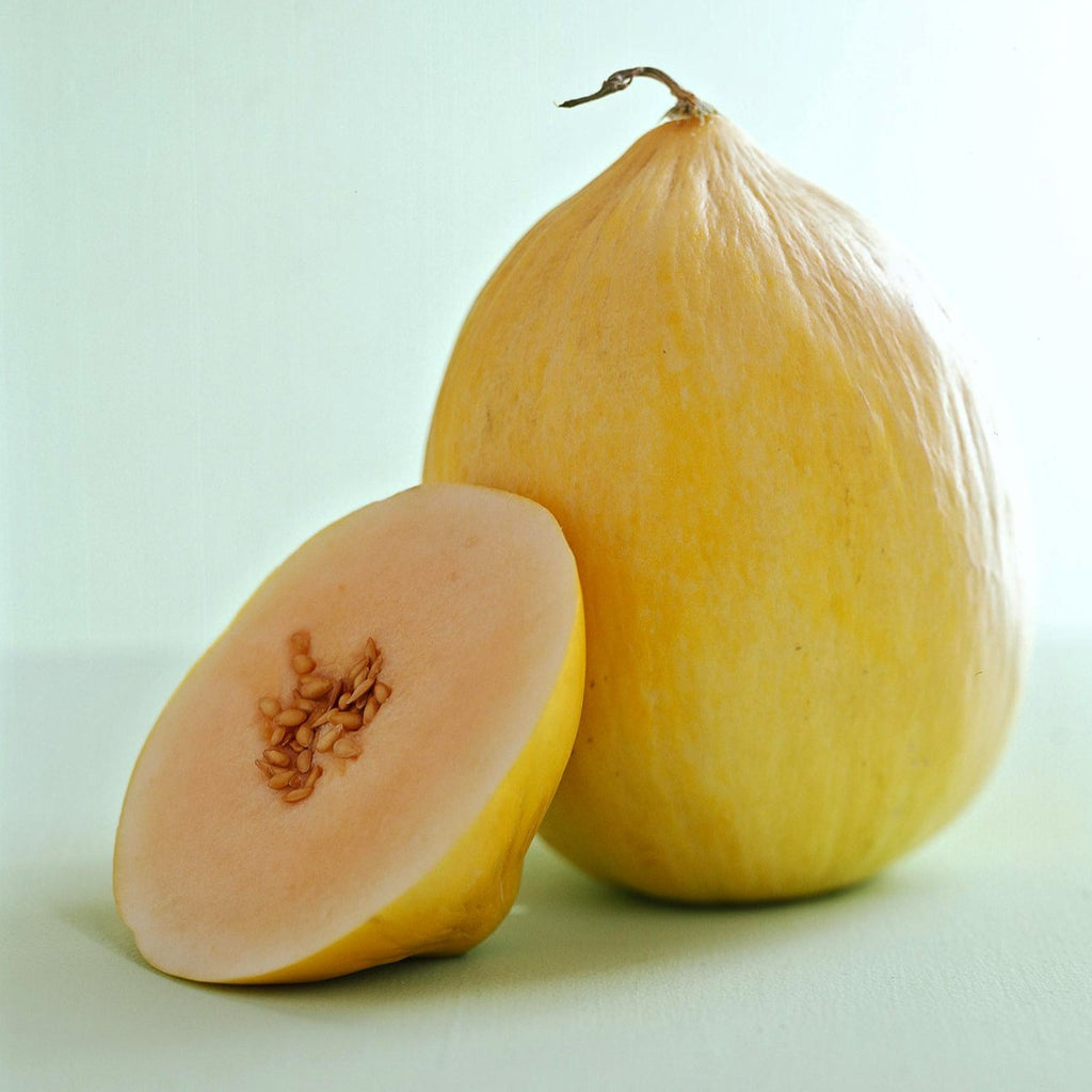 Melon jaune Canari - Vivaplante