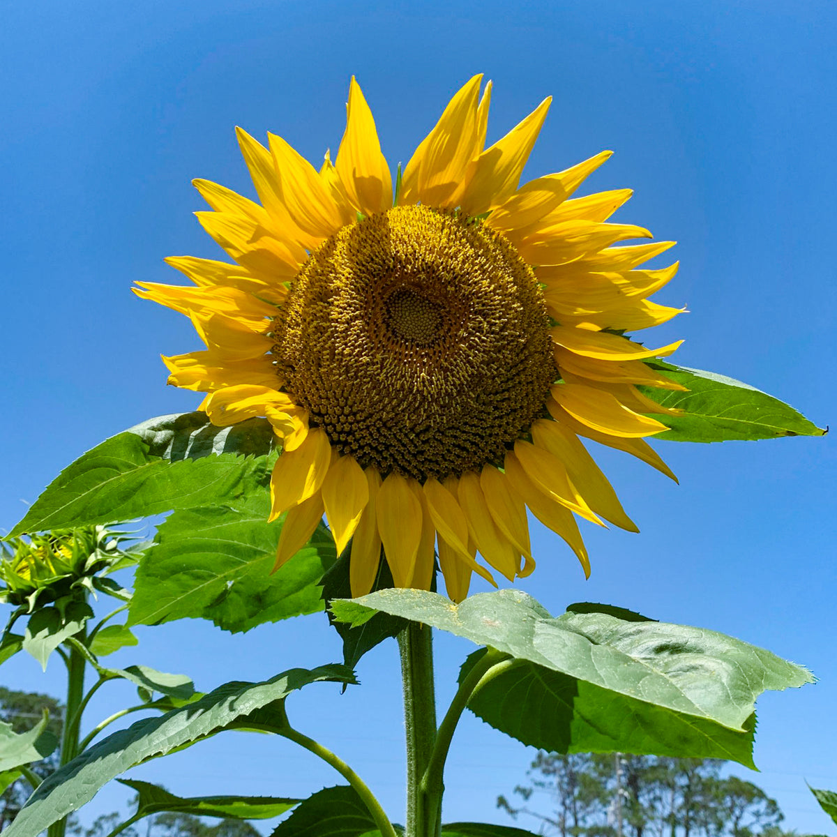 skyscraper sunflower