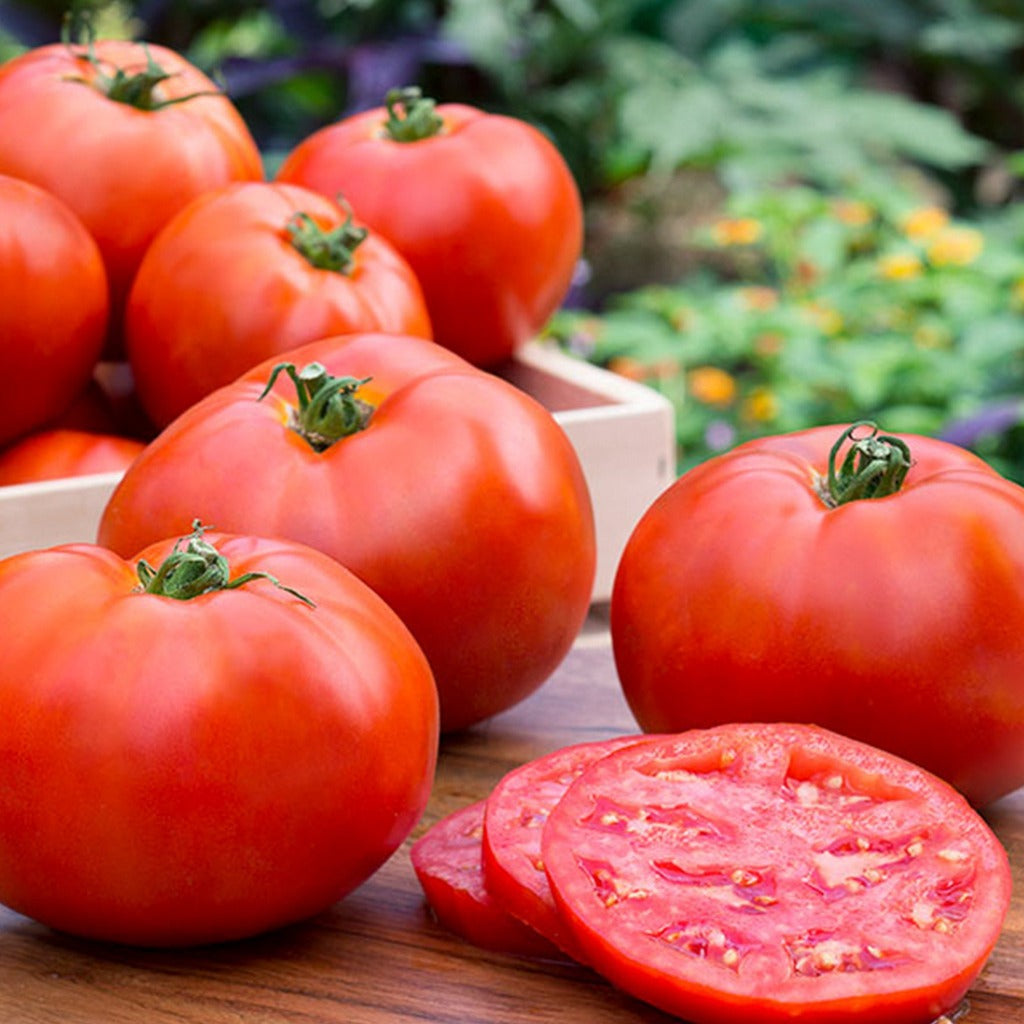 Chef's Choice Orange Tomato Plant