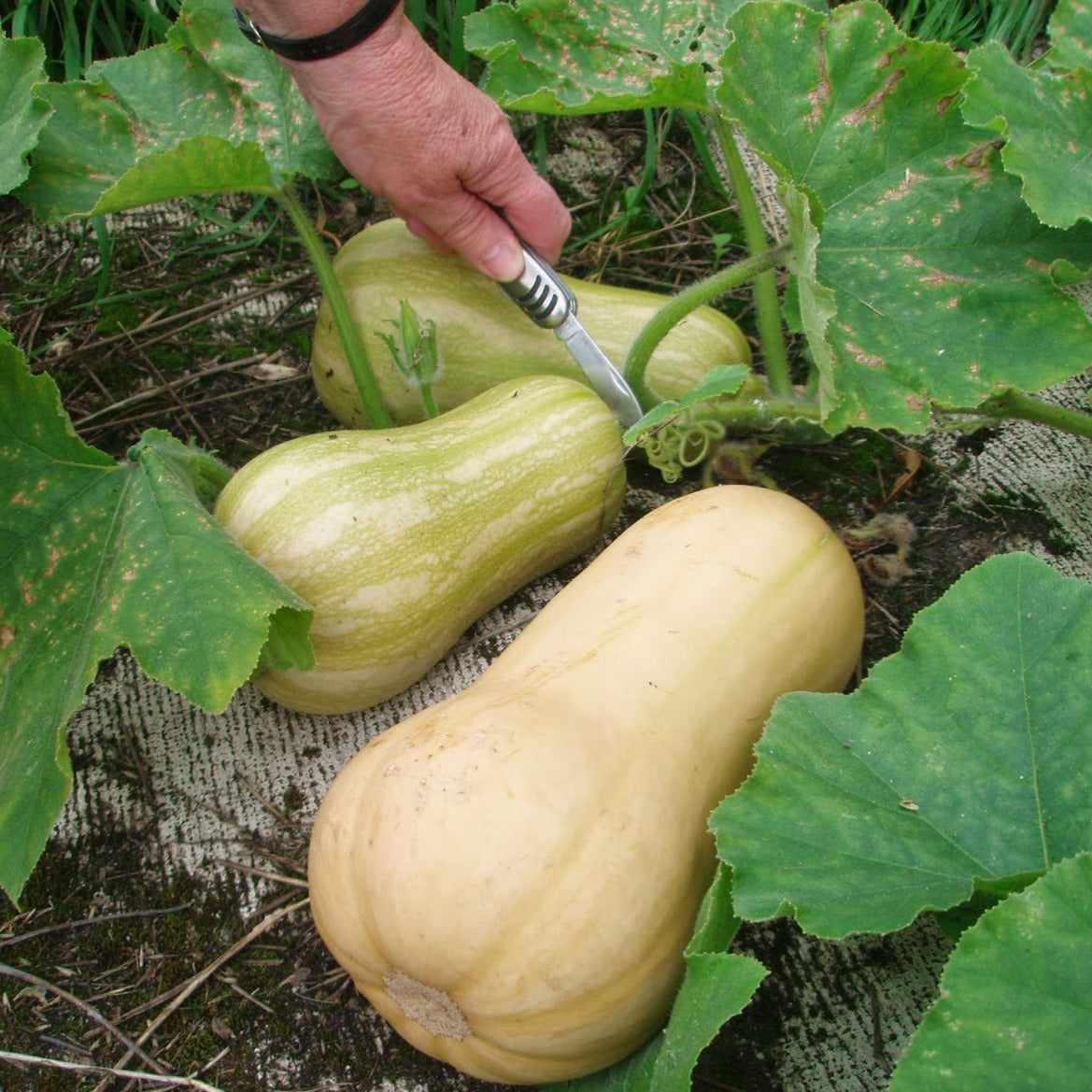 List 90+ Images pictures of butternut squash growing Latest