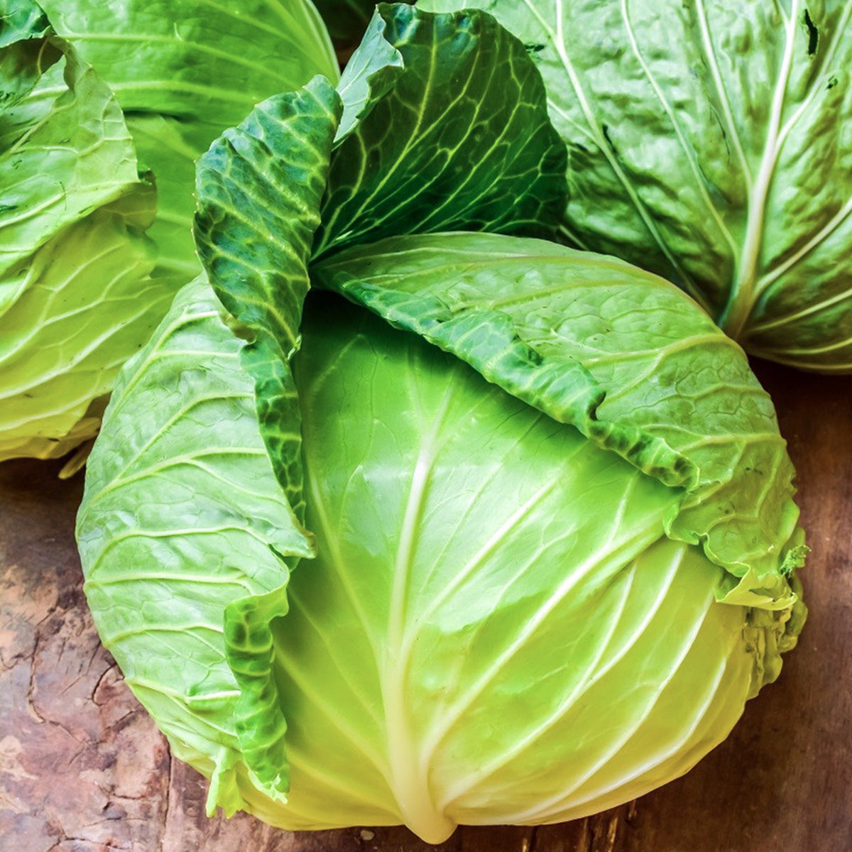 Cabbage Golden Acre - plantnmore