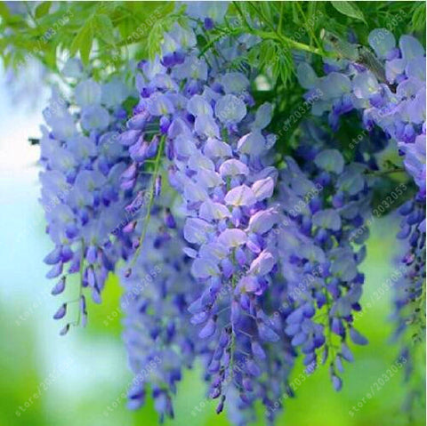 Wisteria Seeds Bonsai Flower Seeds Wisteria Tree Plant Perennial Flowers Climbing Growth For Home Garden 10 Pcsbag