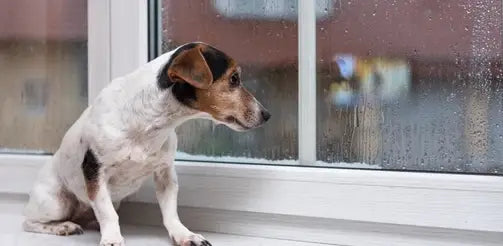 How to Stop Separation Anxiety in Dogs