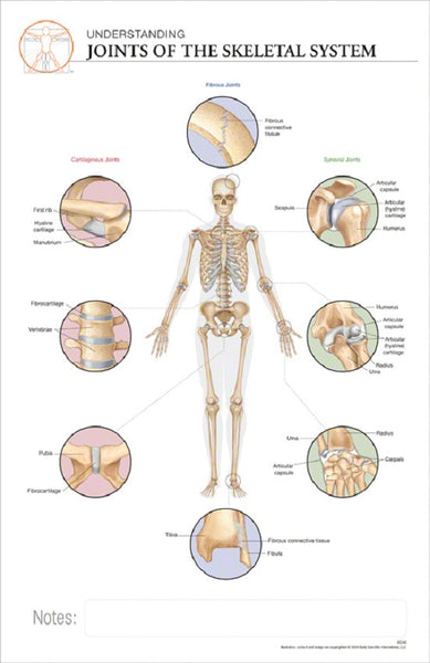 11x17 Anatomy Poster - The Different Types of Joints of Human Skeletal