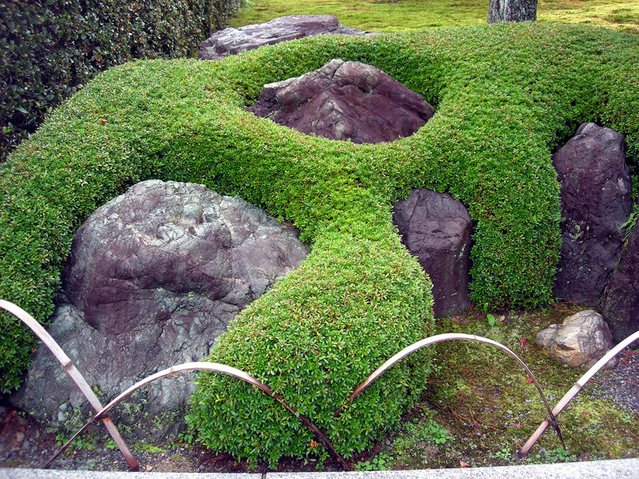 photo of rock with azaleas