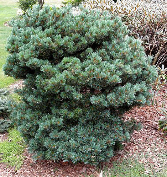 Pinus Parviflora Negishi Japanese White Pine