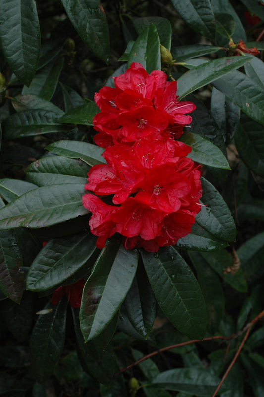 Rhododendron Anah Kruschke – Kilmarnock Nurseries