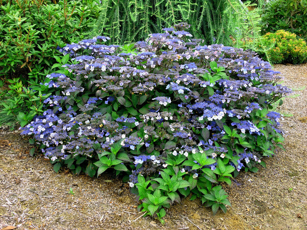 Blue Billow Singing Tree Gardens Nursery