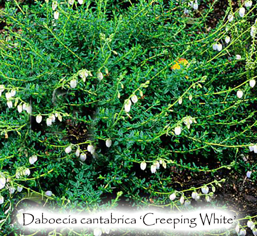 Daboecia cantabrica 'Creeping White'