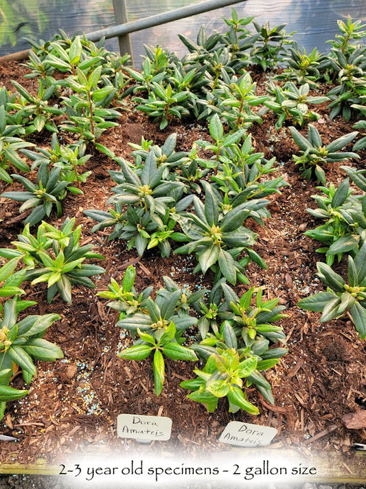 Rhododendron Anah Kruschke – Kilmarnock Nurseries