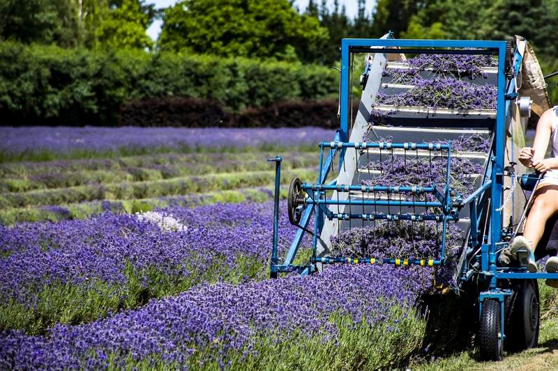 Lavender harvest | kiwicorp | New Zealand