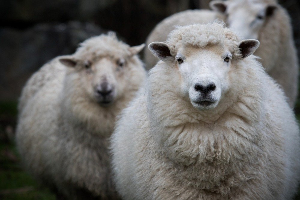 Merino wool | Kiwicorp New Zealand