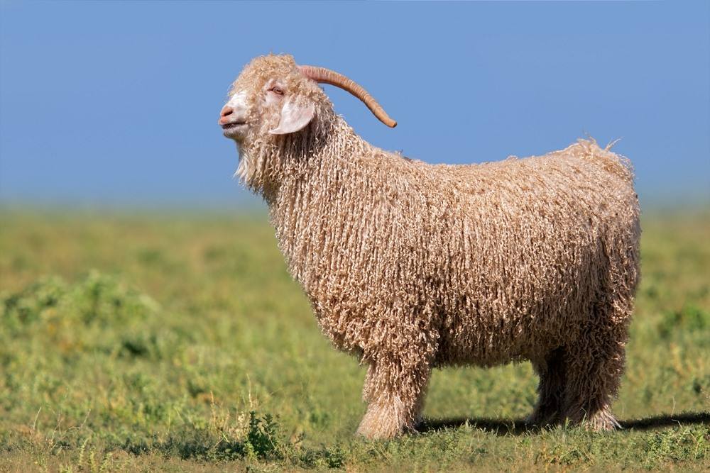 Introducing wool types (1): Angora wool - Woolme News