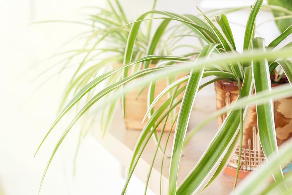 Spider plant - Kiwicorp