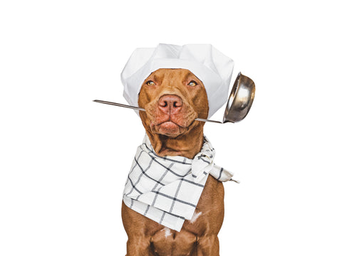 Photo of dog with chefs hat on holding ladle in mouth