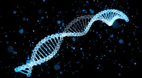 DNA ảnh hưởng đến da như thế nào