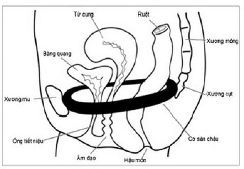 bài tập kegel cho nữ