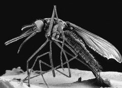 muỗi lây truyền virus zika