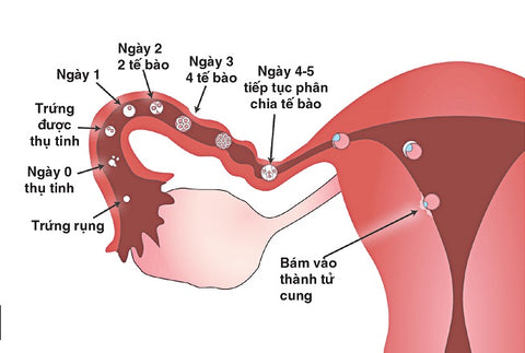 rụng trứng là dấu hiệu khỏe mạnh ở phụ nữ